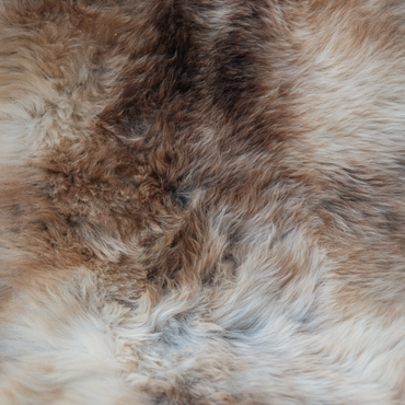 Dutch Texel Sheepskin