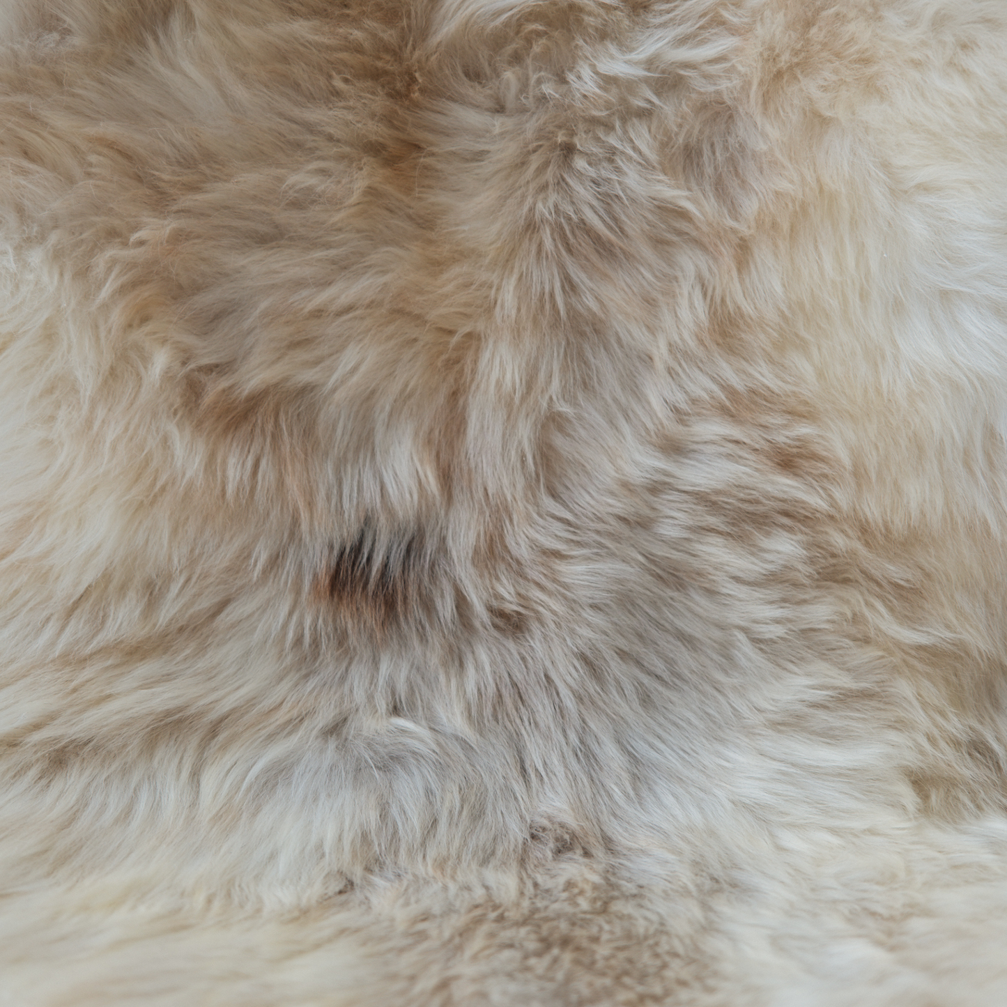 German Black-Headed Sheepskin