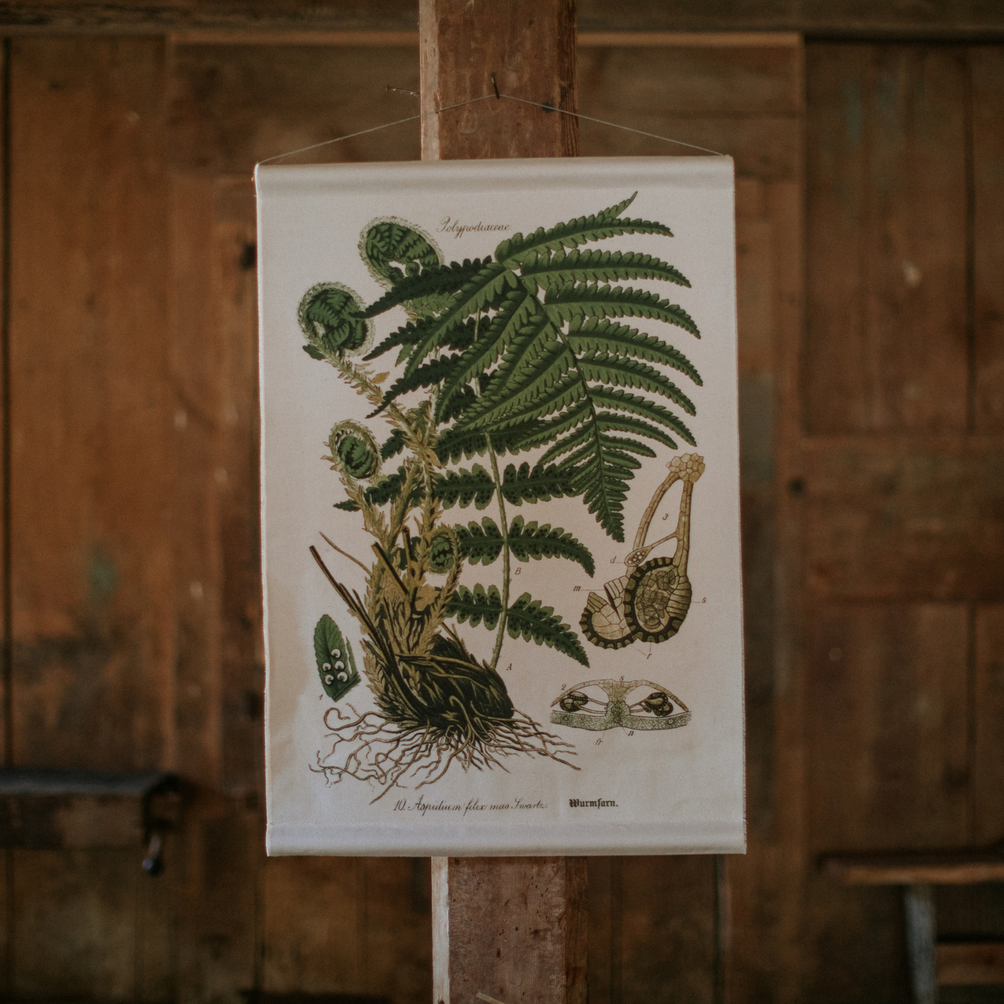 Fiddle Leaf Fern - Canvas Wall Hanging