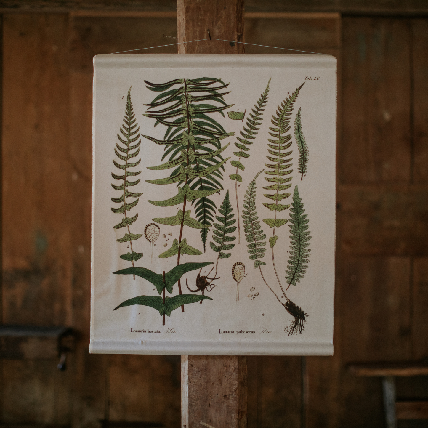 Felt Fern - Canvas Wall Hanging