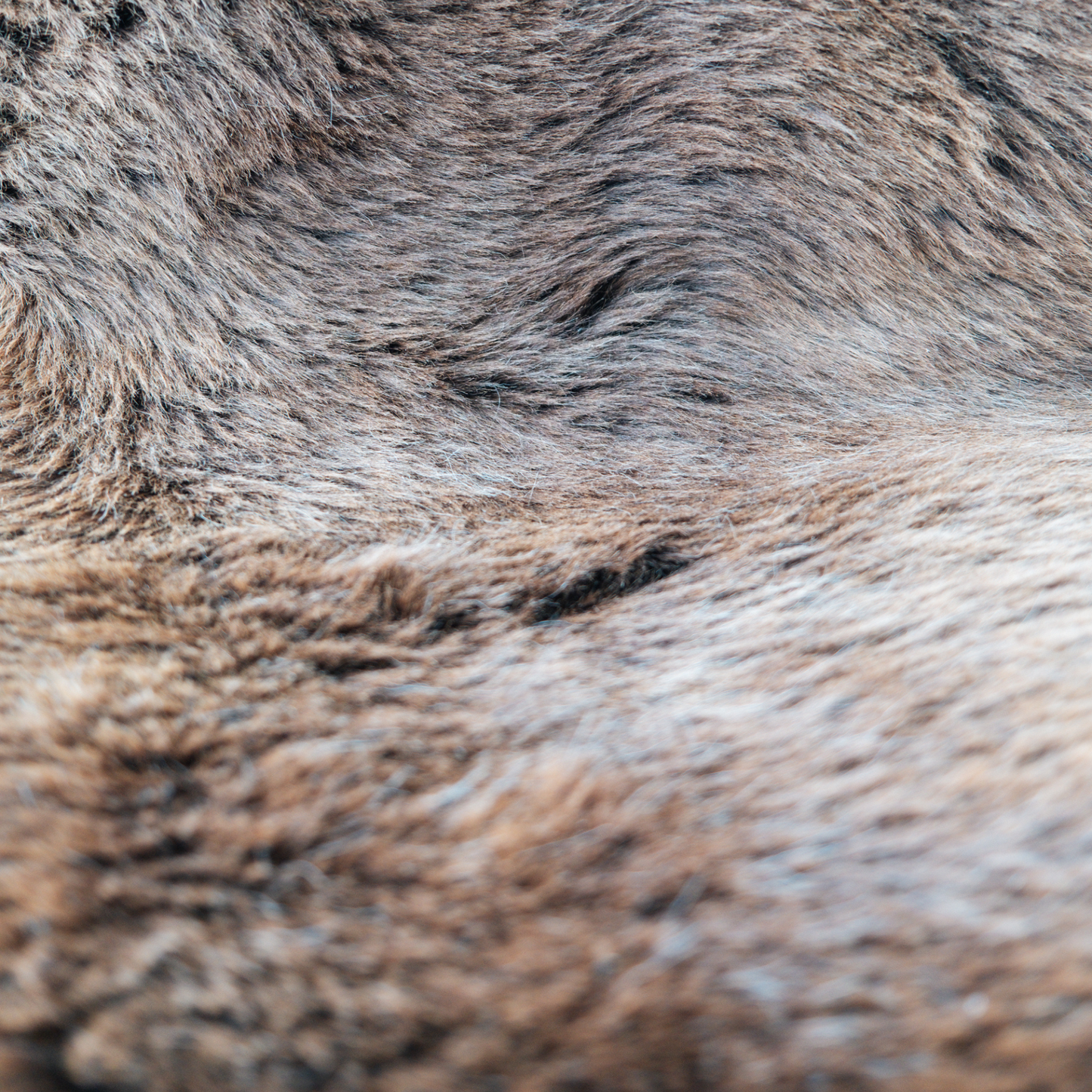 Icelandic Mid Length Brown/Black Sheepskin