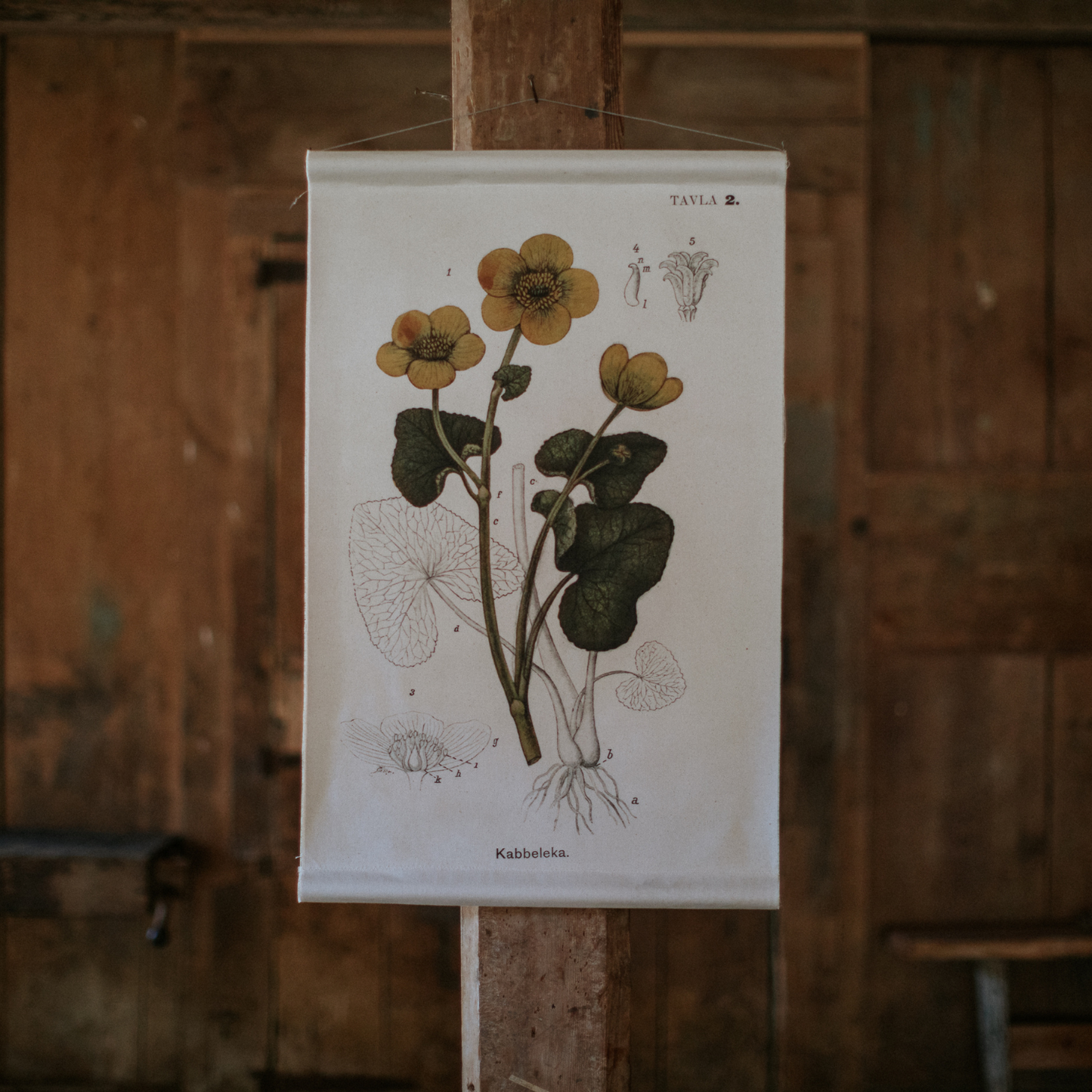 Yellow Marsh Marigold Flower - Canvas Wall Hanging