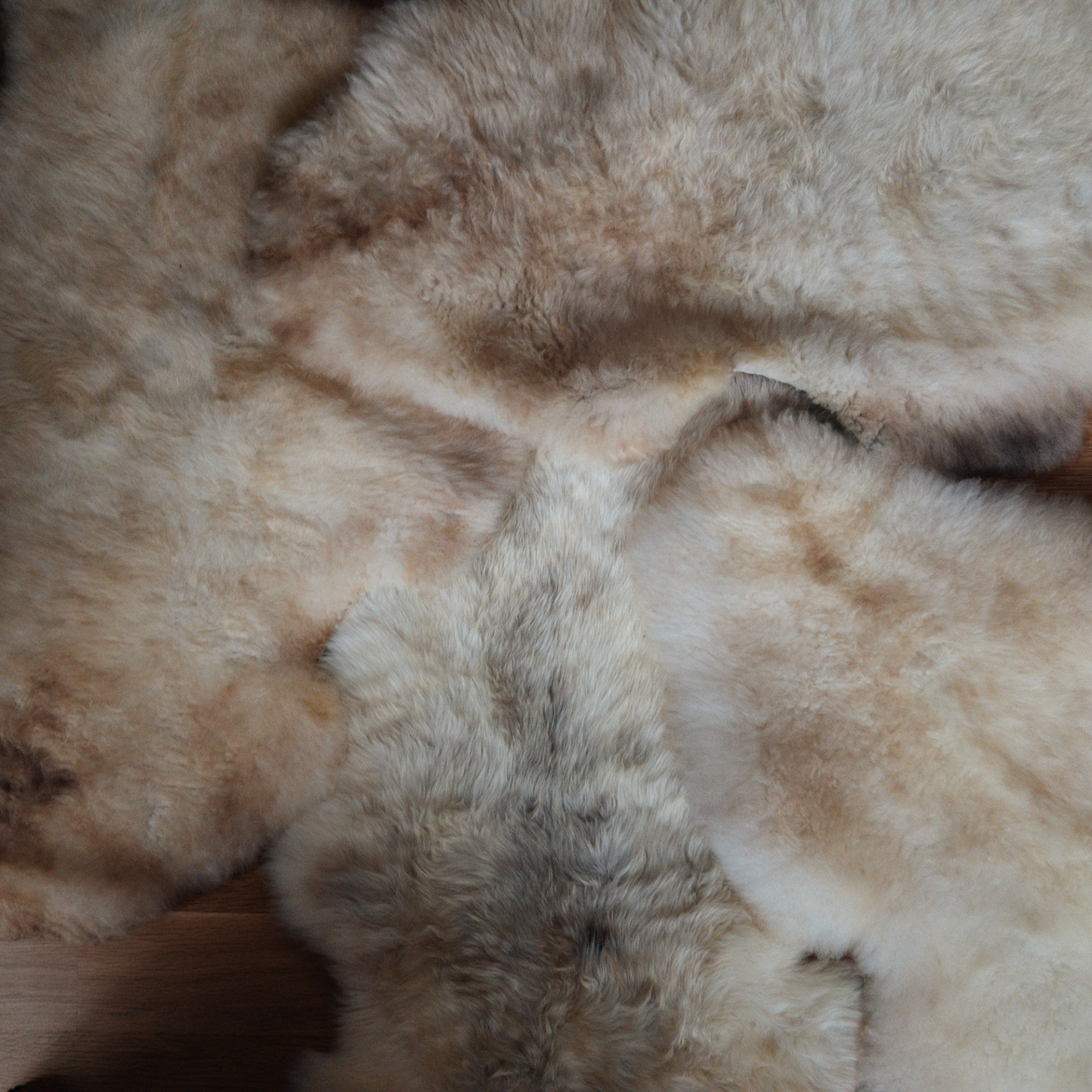 German Black-Headed Sheepskin