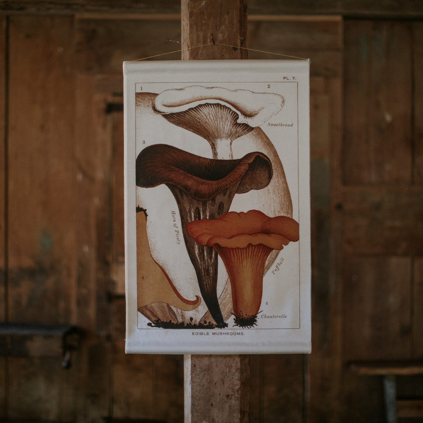 Chanterelle Mushroom - Canvas Wall Hanging