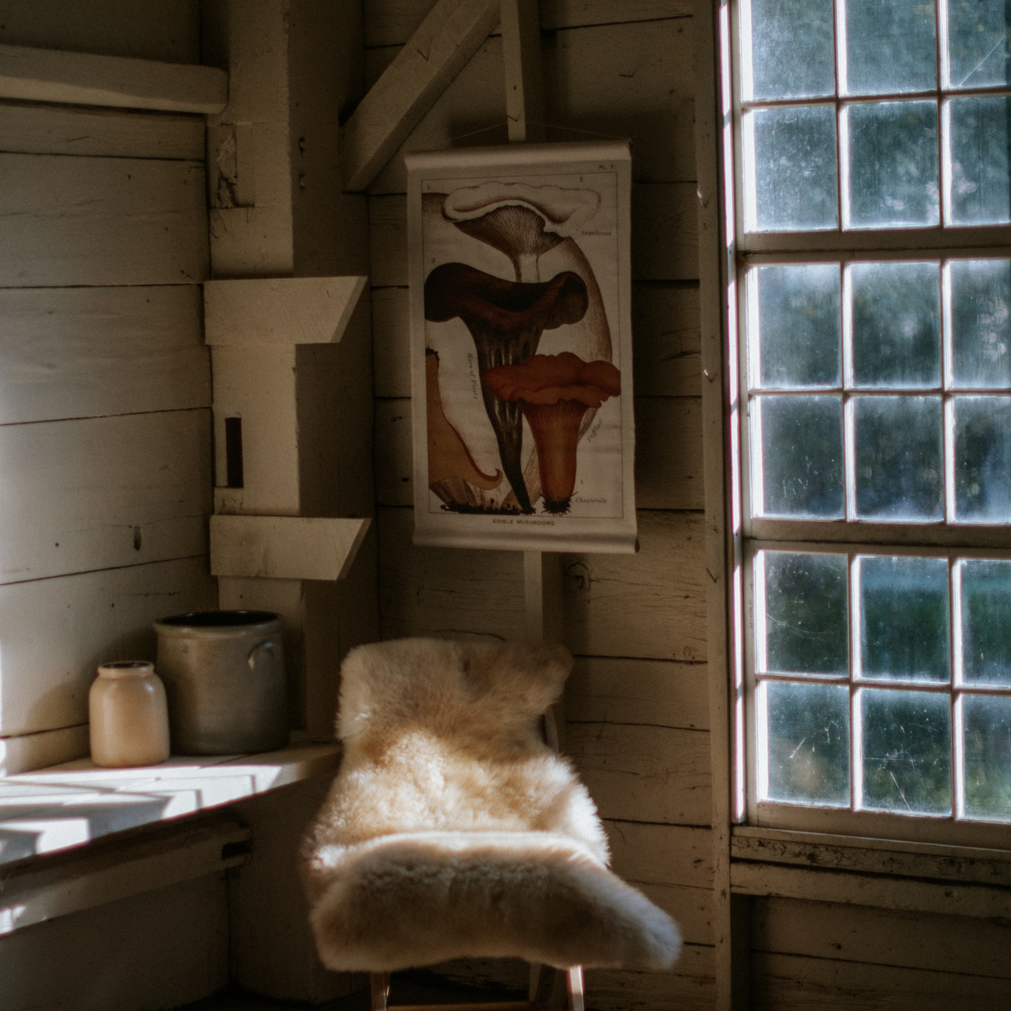 Chanterelle Mushroom - Canvas Wall Hanging