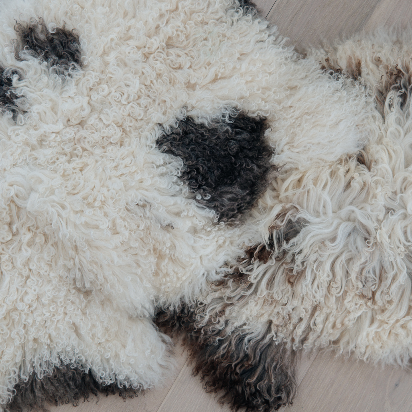 Austrian Curlcoat Sheepskin