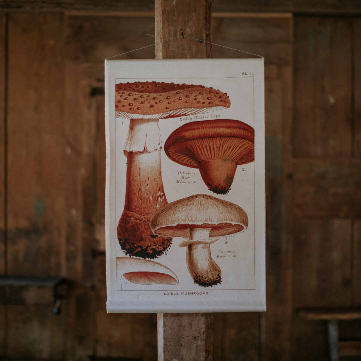 Milk Mushroom - Canvas Wall Hanging