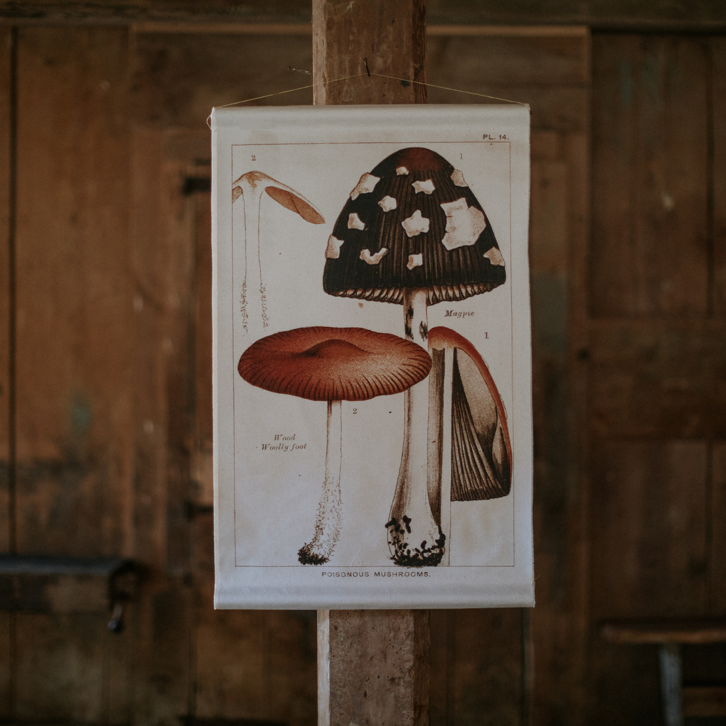 Magpie Mushroom - Canvas Wall Hanging