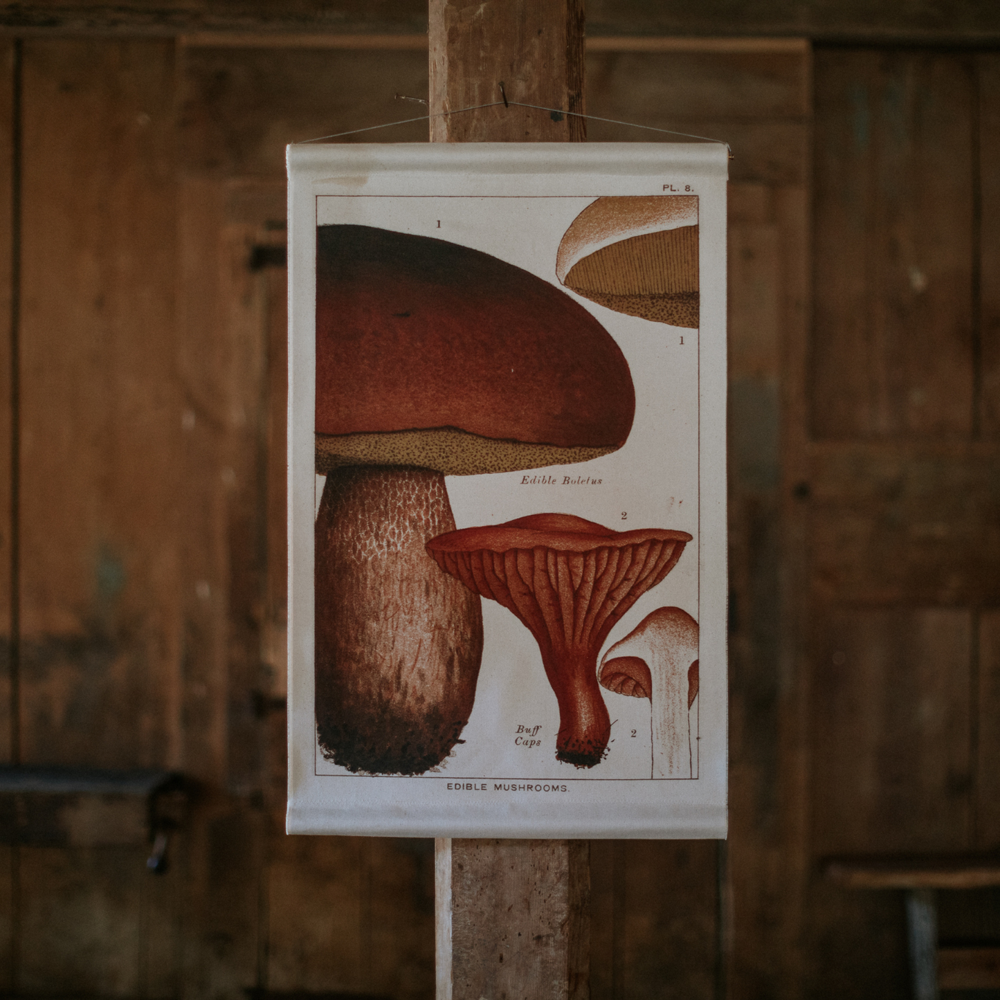 Bolete Mushroom - Canvas Wall Hanging