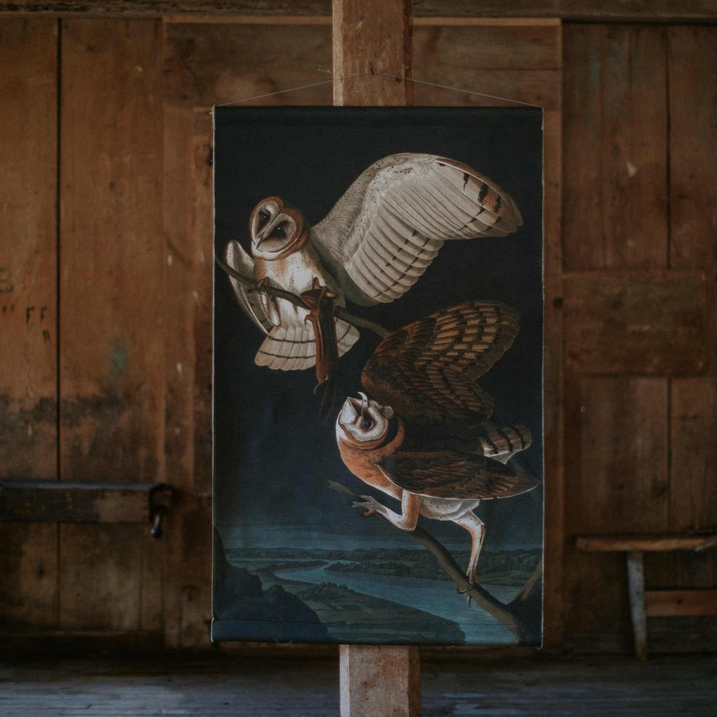 Barn Owl - Canvas Wall Hanging