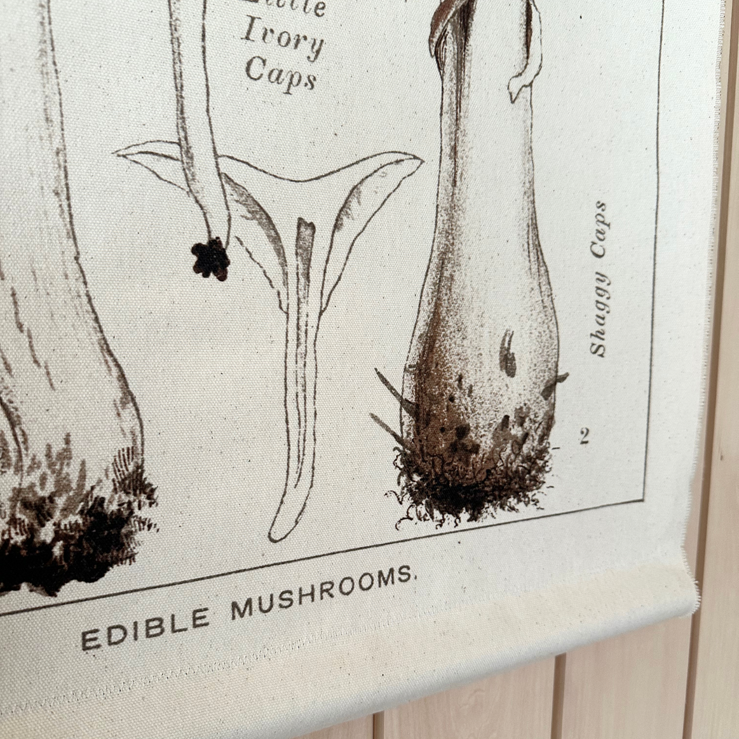 Shaggy Cap Mushroom - Canvas Wall Hanging