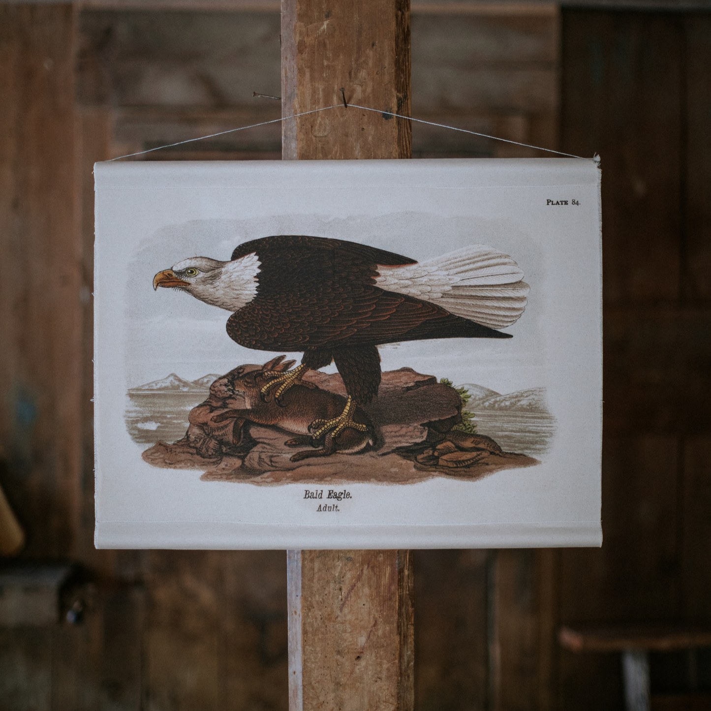 Canvas Wall Hanging - Bald Eagle