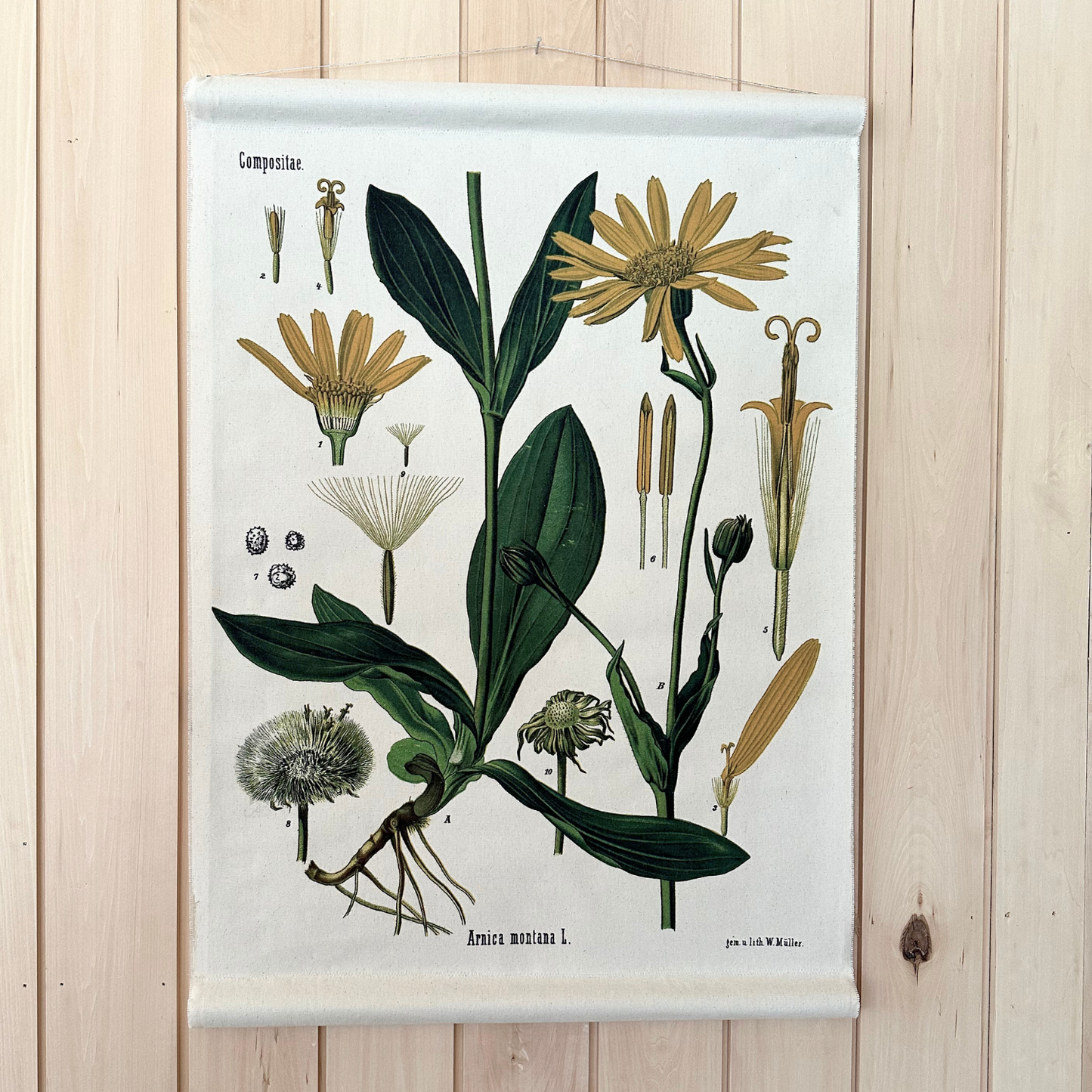 Arnica Flower - Canvas Wall Hanging