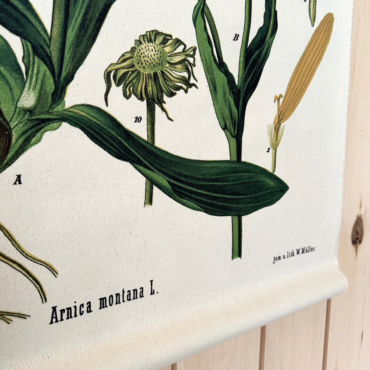 Arnica Flower - Canvas Wall Hanging
