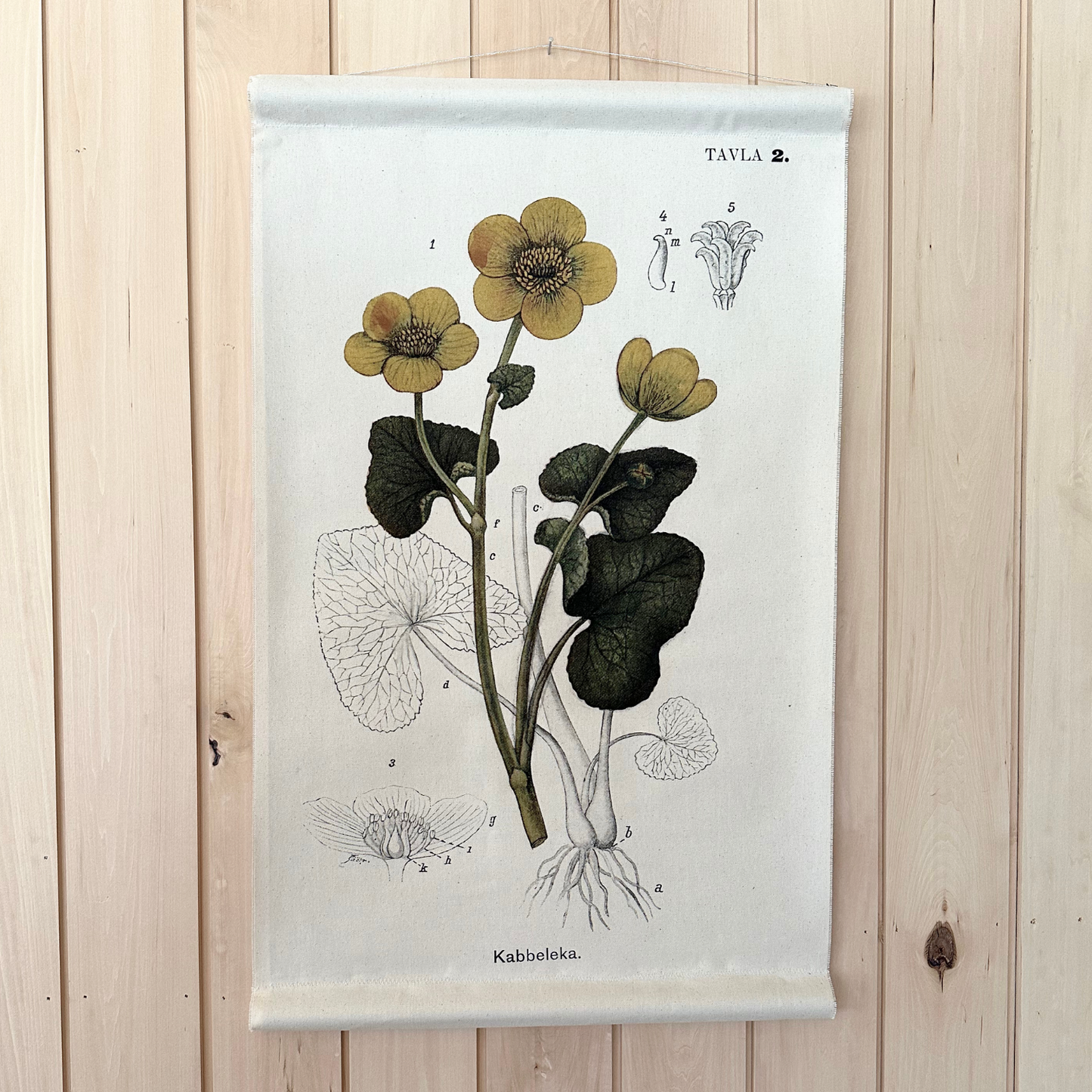 Yellow Marsh Marigold Flower - Canvas Wall Hanging