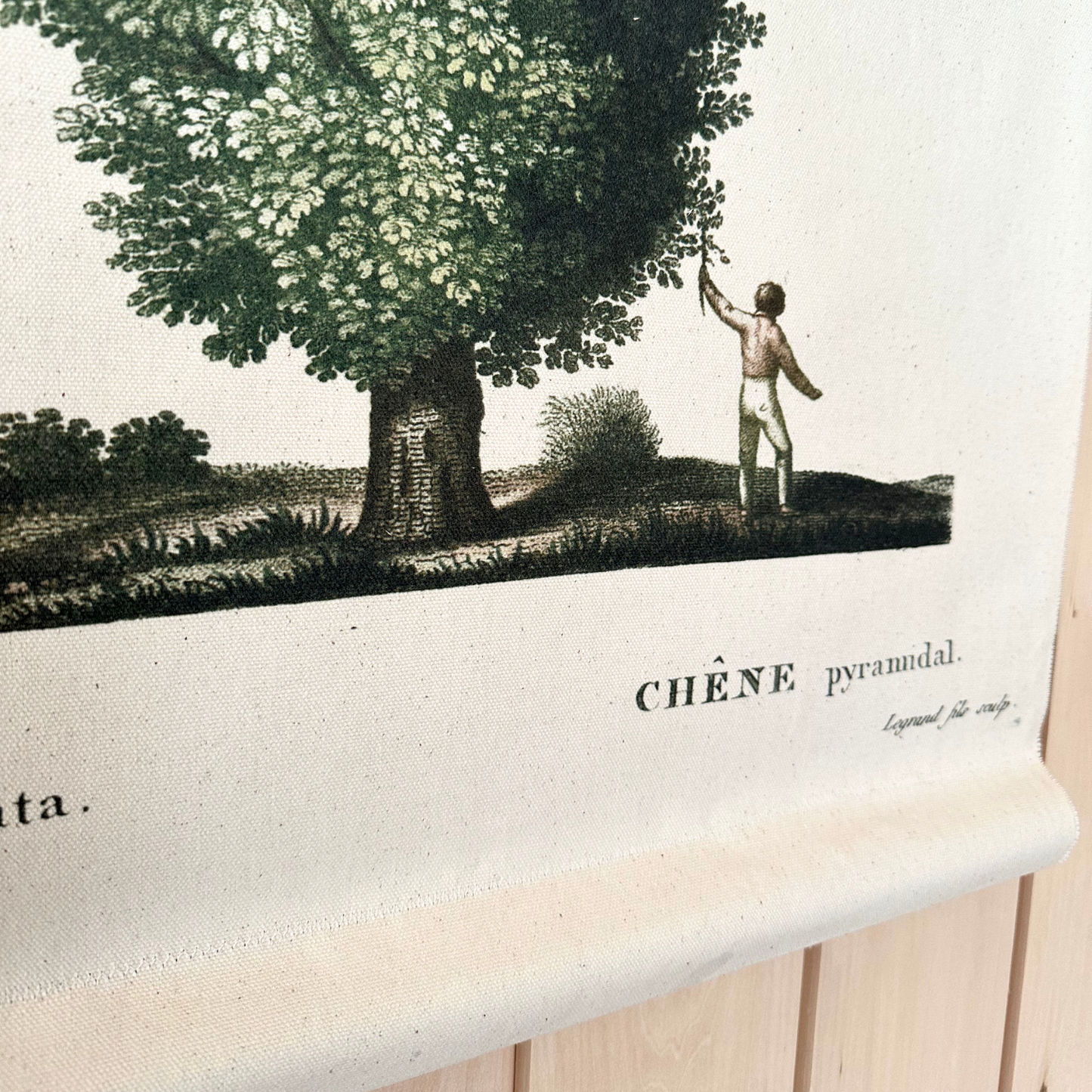 Cypress Tree - Canvas Wall Hanging