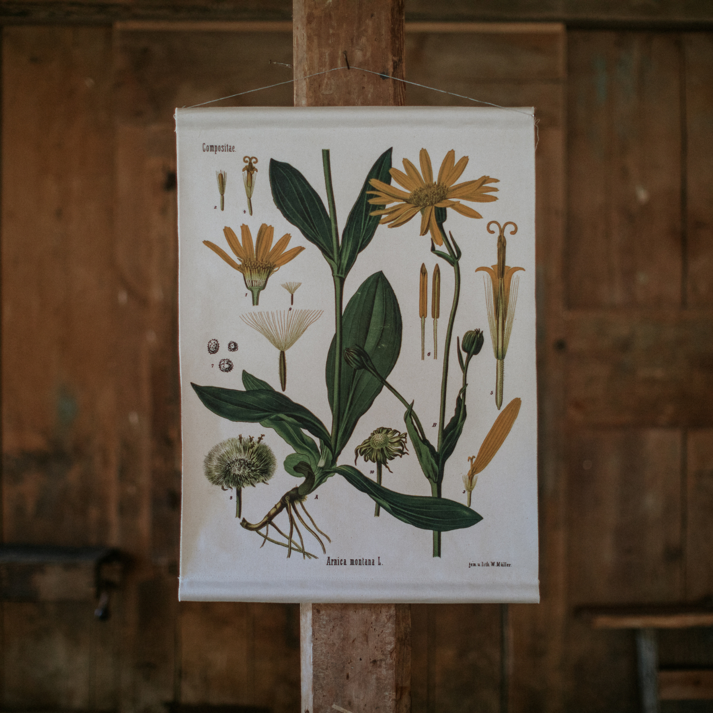 Arnica Flower - Canvas Wall Hanging