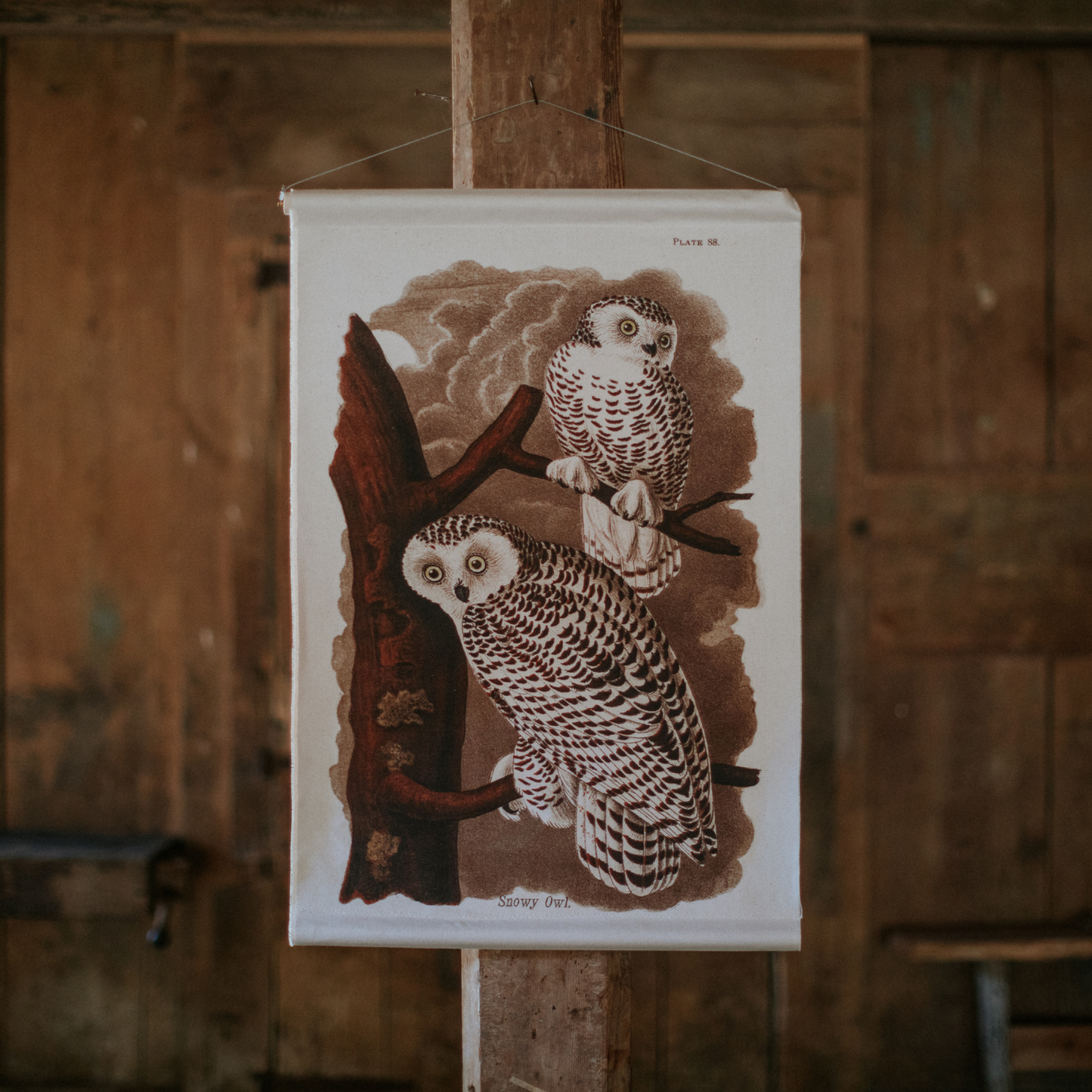 Snowy Owl - Canvas Wall Hanging