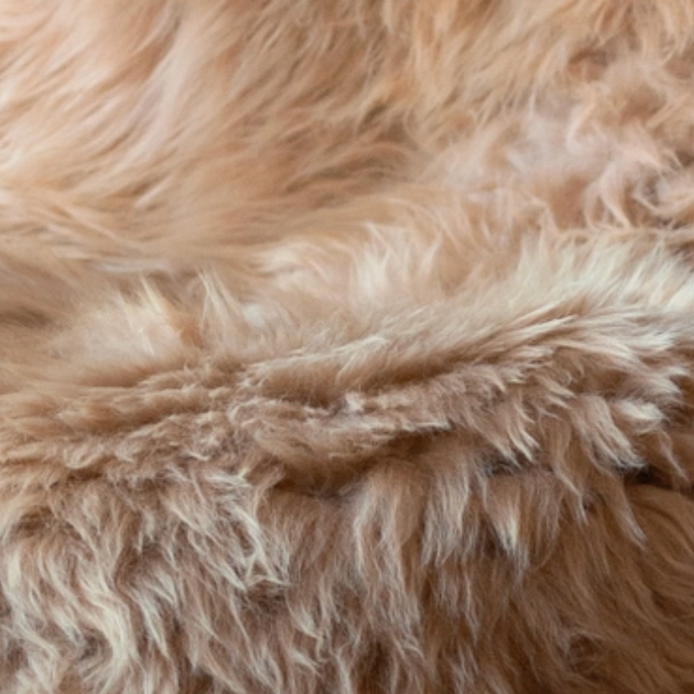 French Solognot Sheepskin