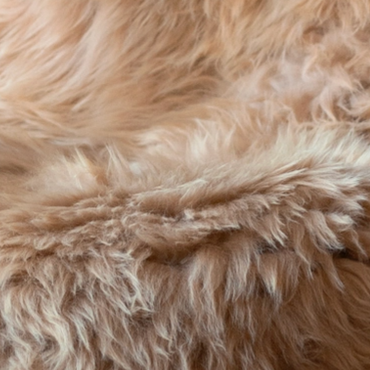 French Solognot Sheepskin