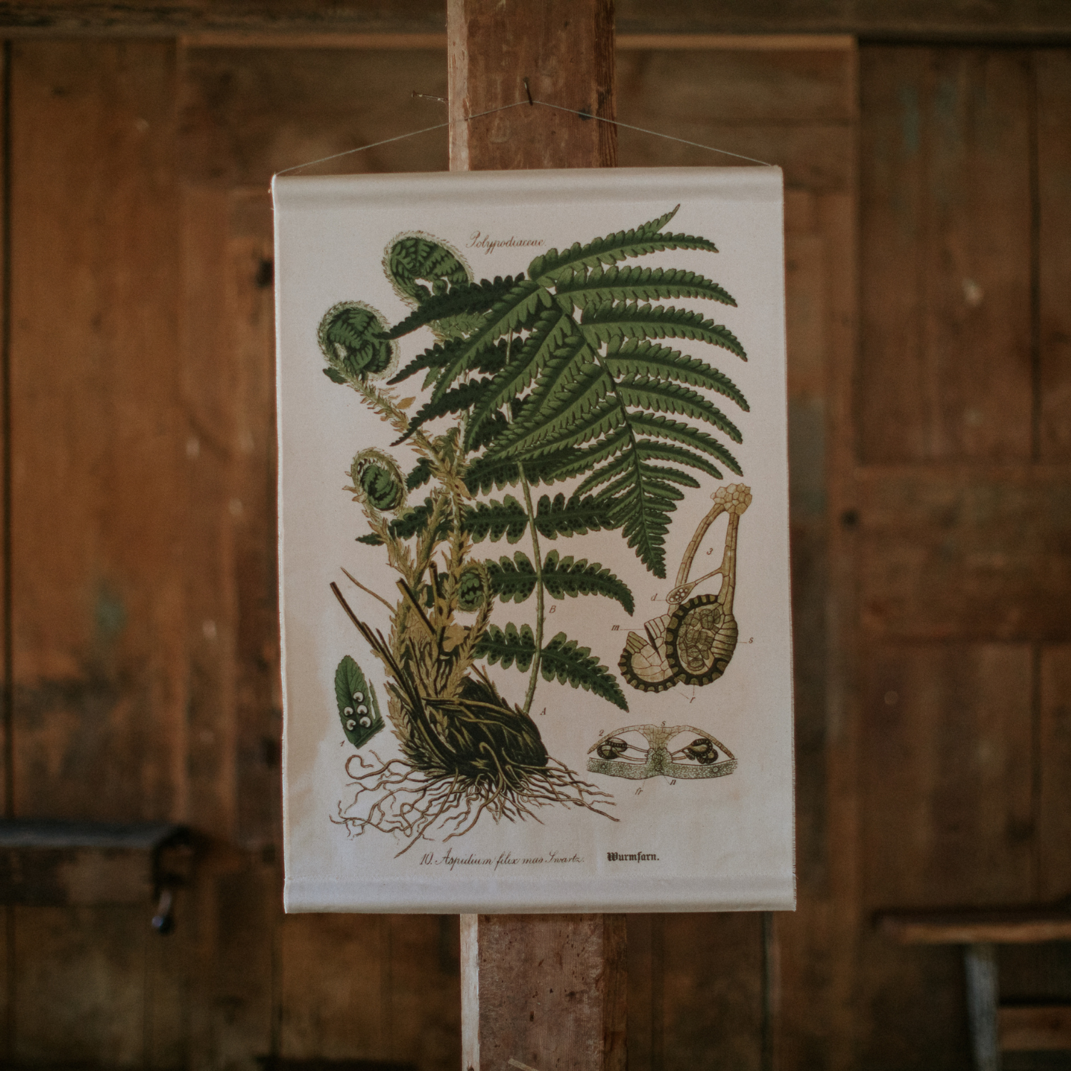 Canvas Wall Hanging - Fiddle Leaf Fern