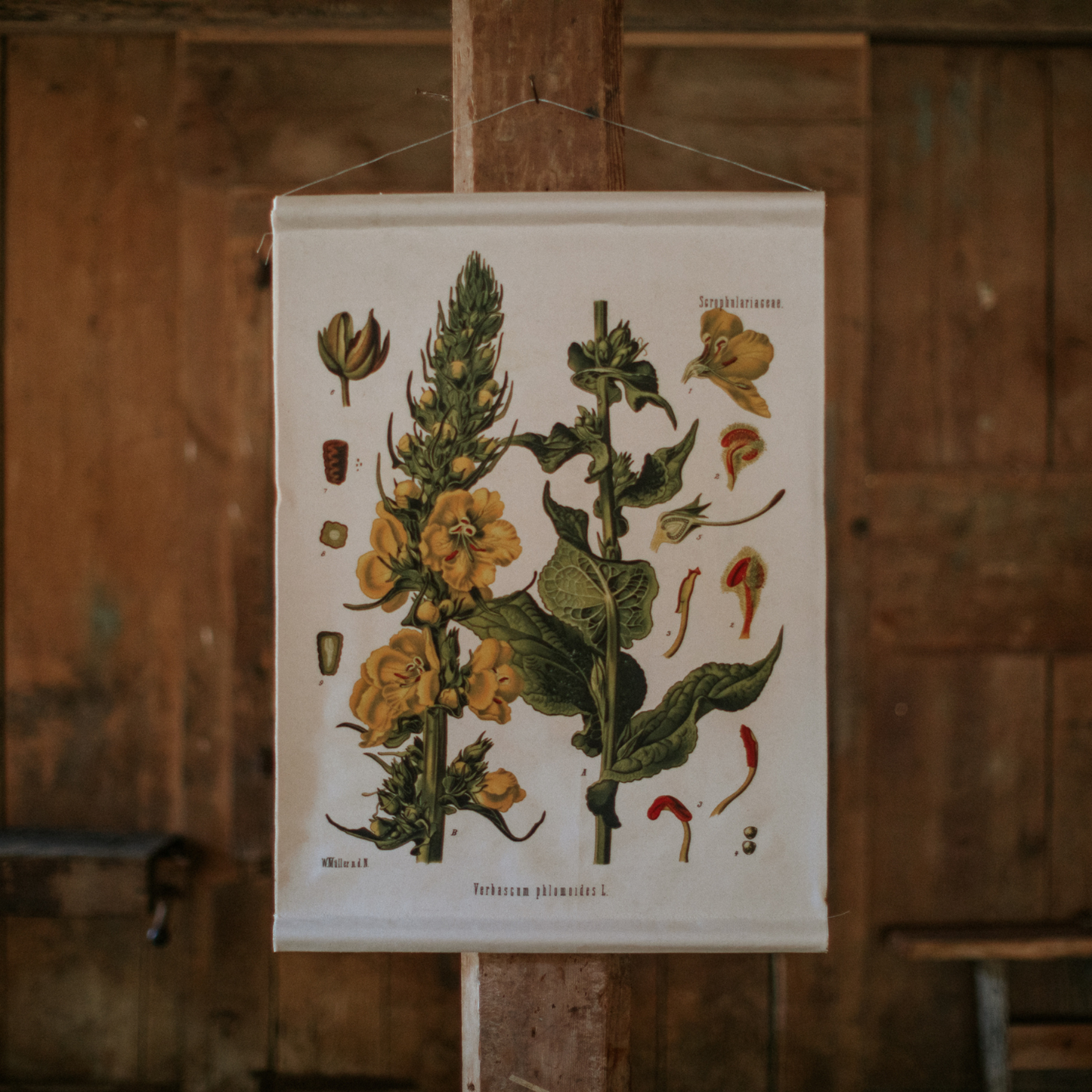 Canvas Wall Hanging - Wolly Mullein Flower