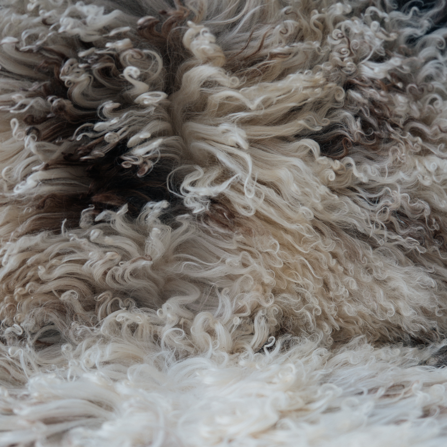 Austrian Curlcoat Sheepskin