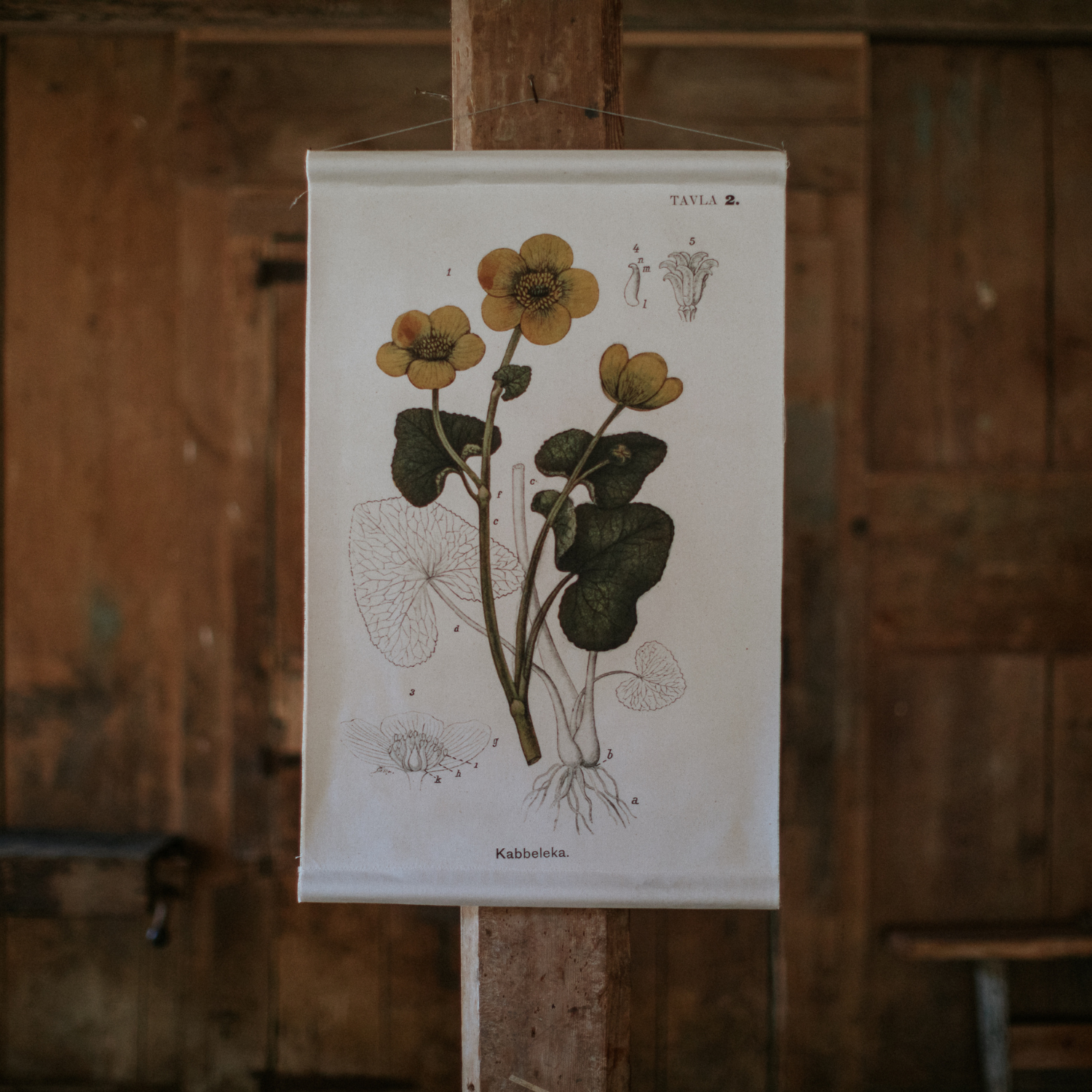 Canvas Wall Hanging - Yellow Marsh Marigold Flower