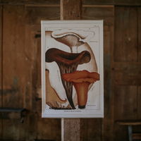 Canvas Wall Hanging - Chanterelle Mushroom