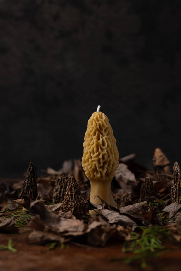 Morel Beeswax Candle