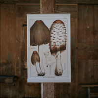 Canvas Wall Hanging - Shaggy Cap Mushroom