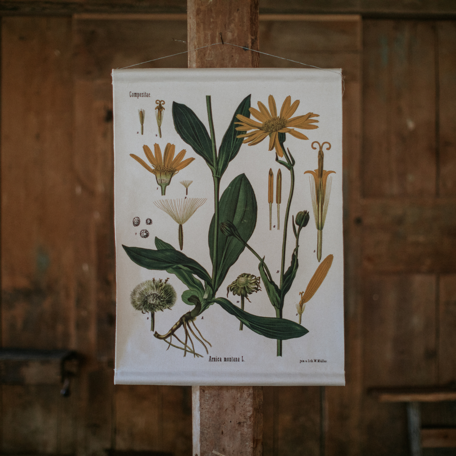 Canvas Wall Hanging - Arnica Flower