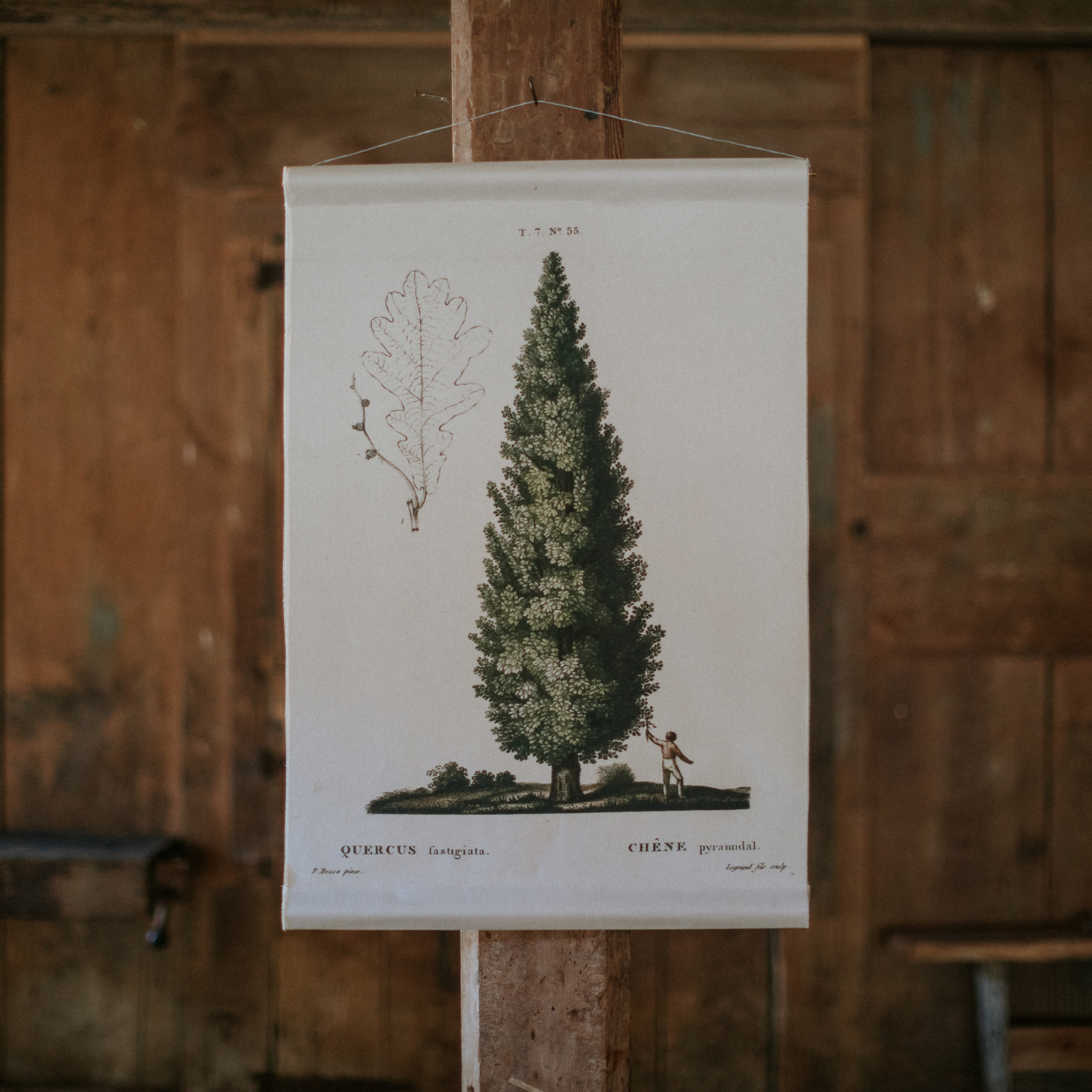 Bontanical Print Wall Canvas