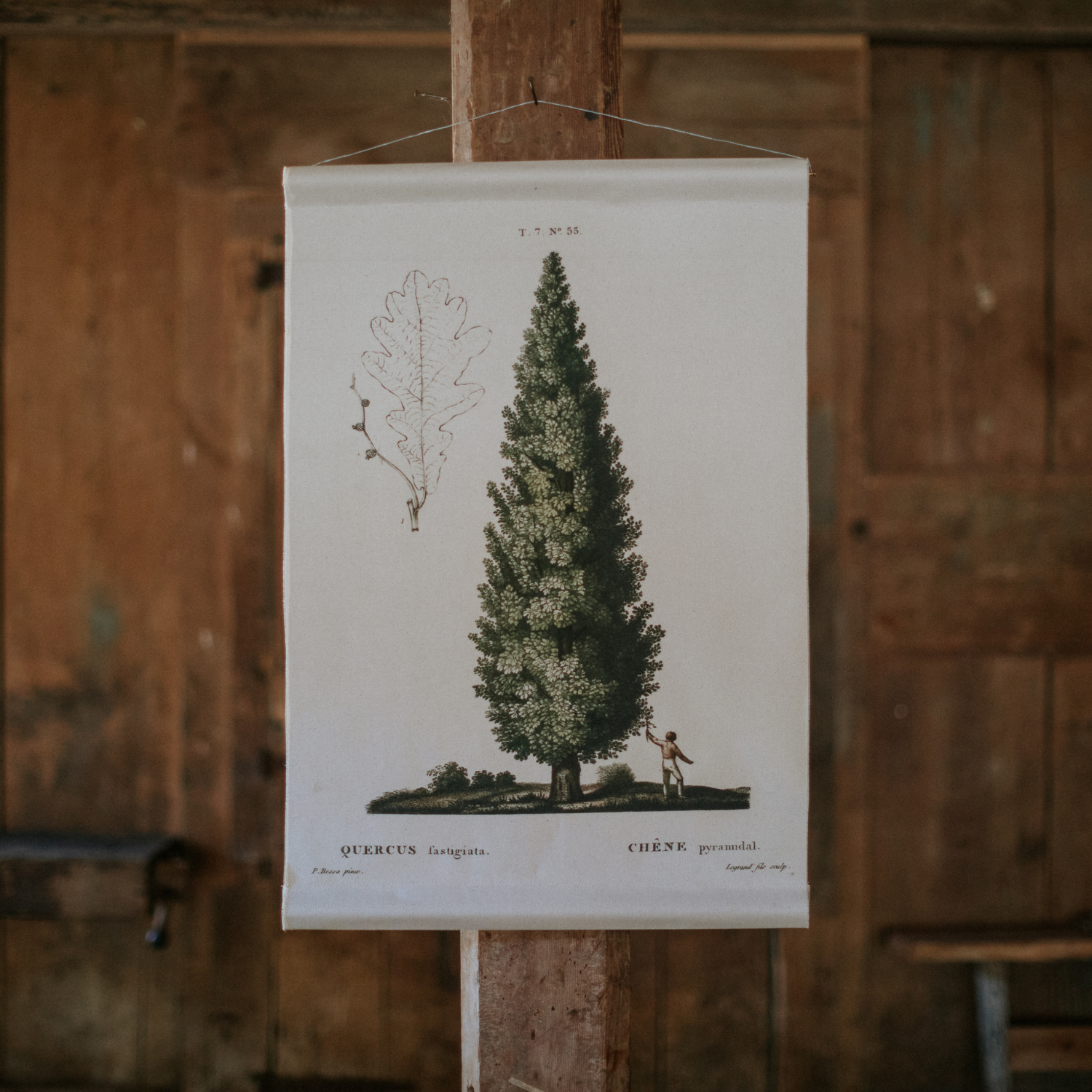 Canvas Wall Hanging - Cypress Tree