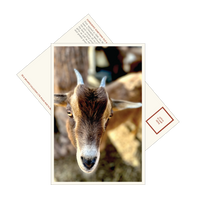 Cider Mill Postcards