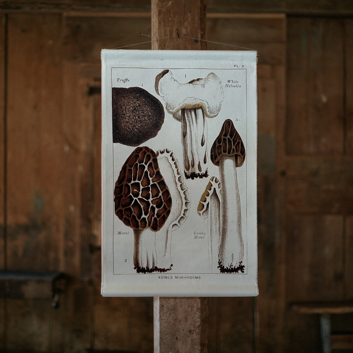 Fungi Print Wall Canvas