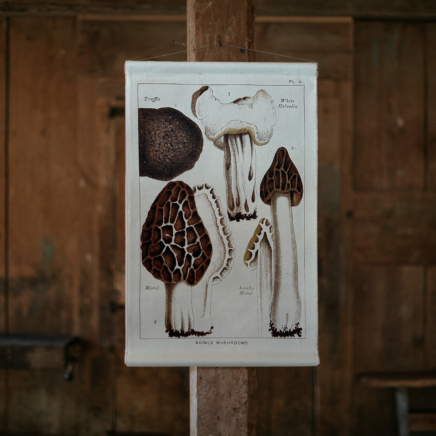 Canvas Wall Hanging - Morel Mushroom