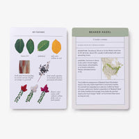 Sibley Tree Identification Flashcards